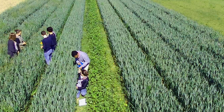Students in a crop field